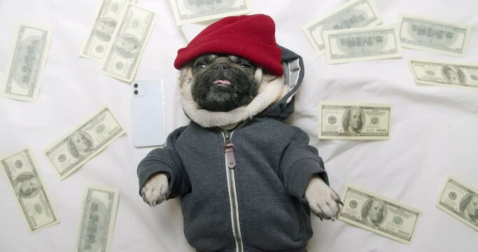 Cute pug dog lying on white bed with lot of money, bunch of fake, souvenir bills out of focus, trendy smartphone. Funny rich, luxury dressed up dog concept. Passive income with smartphone application