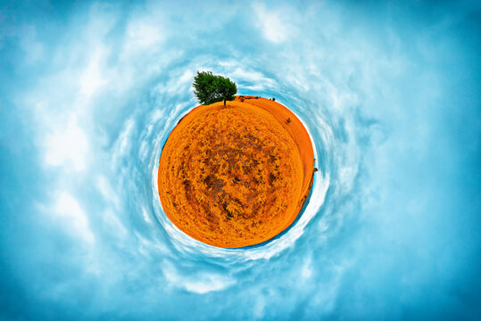 Stereographic panoramic projection of an orange field in the summer with an aesthetic tree. 360 degree panorama.