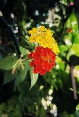 Lantana camara flowers