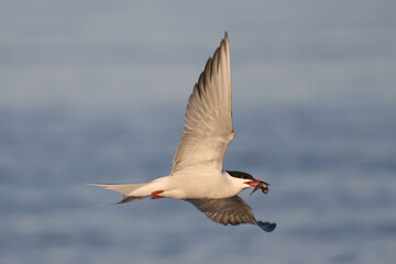 Caspian Terns flying, fishing, mating, relating, deciding whether to feed fish to mate or not, and relaxing on sand spit in lake in spring at evening
