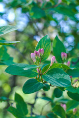 Lonicera tatarica , Tatarian Honeysuckle with pink buds and green leaves