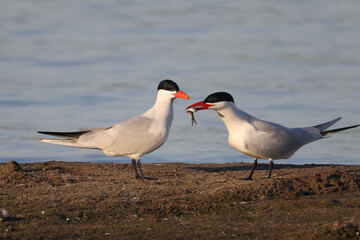 Caspian Terns flying, fishing, mating, relating, deciding whether to feed fish to mate or not, and relaxing on sand spit in lake in spring at evening
