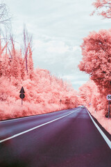 route déserte avec champs et nature rose