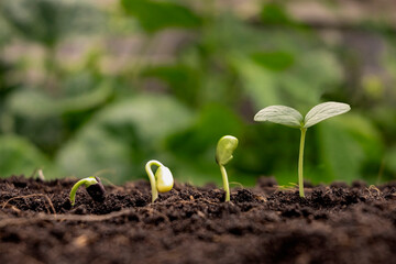 Concept of plant growth and cropping. Trees growing on fertile soils, respectively, the germination of trees.