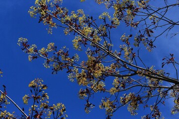 Fototapeta premium Delicate yellow flowers bloom on a dark-leaved maple tree in a spring park