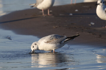 Bonapartes Gulls flying feeding, drinking water, feeding and resting on sand spit in harbour in evening in springtime
