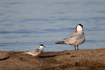 Caspian Terns flying, fishing, mating, relating, deciding whether to feed fish to mate or not, and relaxing on sand spit in lake in spring at evening
