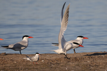 Caspian Terns flying, fishing, mating, relating, deciding whether to feed fish to mate or not, and relaxing on sand spit in lake in spring at evening
