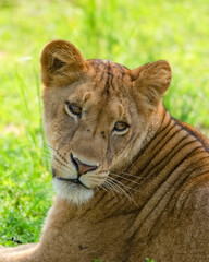 Portrait of a lioness. Safari in Africa. Uganda