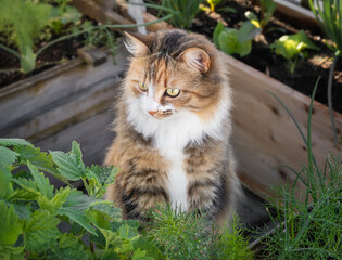 Naklejka na ściany i meble Adorable cat behind cat mint, looking at something. Curios multicolored female torbie kitty framed by garden planters and foliage. Striking asymmetric face markings and yellow eyes. Selective focus.