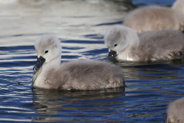 Mute Swans with some of their nine cygnets swimming and learning how to eat water plants. Parents pulling up strands so chicks can feed in marsh in evening
