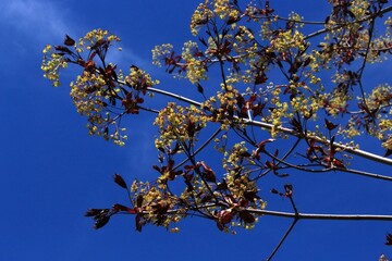 Delicate yellow flowers bloom on a dark-leaved maple tree in a spring park