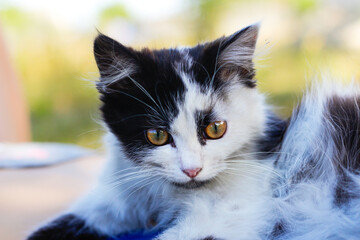Defocus cute adorable black and white cat, kitten with beautiful difference yellow eyes. Pet love...