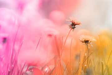 Spring green field with yellow dandelions on a sunny day. Long horizontal banner with copy space