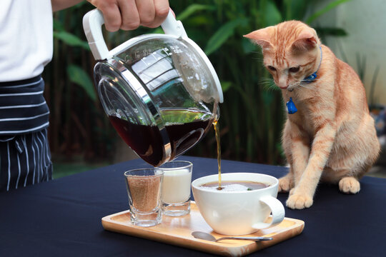 pouring coffee into cup and cat is on the table. Funny photo with animal.