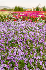 Fototapeta premium A variety of flowers Looked beautiful.