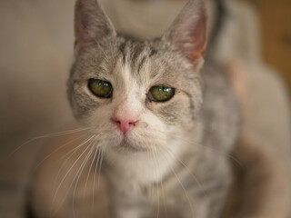 Sad grey cat looking into camera