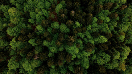Aerial view green forest foliage summer warm sunlight. Natural green background. Photo by drone