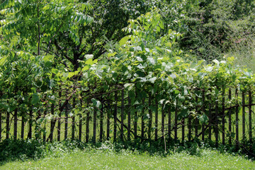 Fototapeta na wymiar lush bright sunny green vine backyard garden plants growing on old retro vintage wooden picket fence