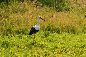 Black and white stork close up on a green background