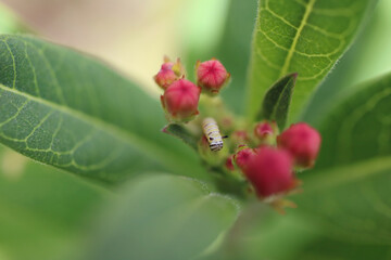 close up of tiny young monarch caterpillar near red milkweed buds
