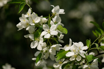 A branch of a blossoming apple tree. Copy space