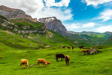 Fototapeta na wymiar Cows grazing on a green meadow in highlands