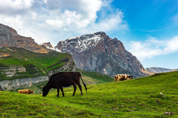 Fototapeta na wymiar Cows grazing on a green meadow in highlands