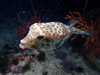 Cute little box Puffer fish © Ryanrod