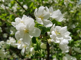 Fototapeta na wymiar White flowers of apple tree on a branch