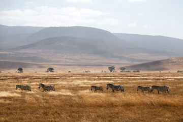 Naklejka na ściany i meble A group of zebras on a safari in Tanzania