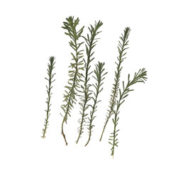 Herbarium. Dried herbs. Composition of the grass on a white background.