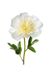 Fototapeta na wymiar Elegant peony flower with white petals and yellow stamens isolated on white background.