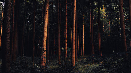 Beautiful background of tree trunks in forest © Dionathan Gutknecht/Wirestock