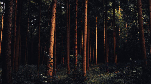 Beautiful background of tree trunks in forest