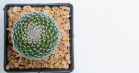 Mammillaria microthele top view photography , cactus plant