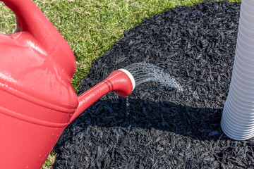 Man spray water on black wood mulch growing tree, seasonal outdoor gardening work. Closeup red watering can with fresh nature background in natural sunlight day. Spring and summer.