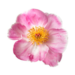 Naklejka premium Beautiful pink peony flower with yellow center isolated on white background.