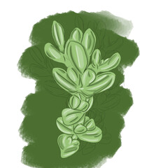 Succulent flower and branch with leaves illustration in digital painting, found in gardens and used for decoration and landscaping in beautiful  shades of green and white background