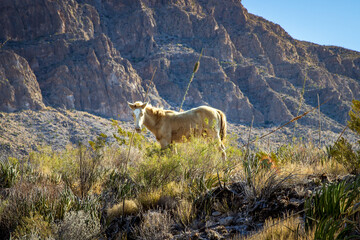 a wild horse