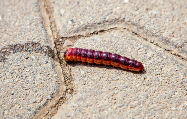 Large red Caterpillar, butterfly Latin: Cossus cossus, larva moves, crawls along the walk of stone. (Goat moth) Weidenbohrer in Germany, Rhineland Palatinate, Gau-Odernheim 