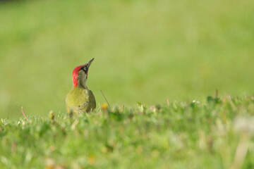 Grünspecht (Picus viridis)