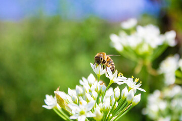 Honey bee  apis mellifera on white flower while collecting pollen on green blurred background close up macro