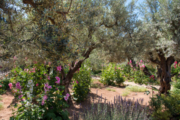 Olive trees in Gethsemane garden, Jerusalem, Israel