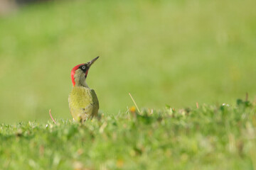 Grünspecht (Picus viridis)