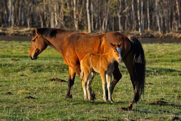 Russia. South of Western Siberia, Mountain Altai. A mare with her foal on the free pastures of the...
