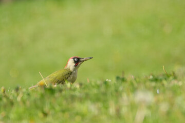 Grünspecht (Picus viridis)