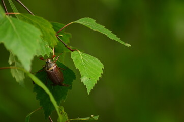 May beetle, in Latin Melolontha, close-up on green birch leaves. Blurred background