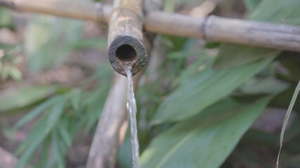 Water flows out of a bamboo pipe facing the camera with defocused bamboo and defocused leaves in the background.