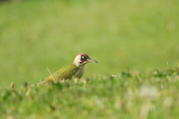 Grünspecht (Picus viridis)